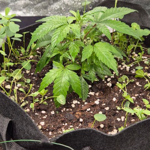 Kushi 😶‍🌫️(rest n. Teilernte/ critical kush, 9.1.24 🎁, Kümmerling) growlog timeline photo