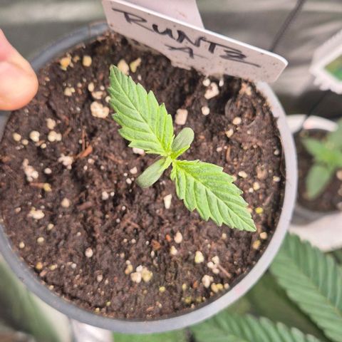 Runtzi Auto ♥️ Barney's Farm  growlog timeline photo