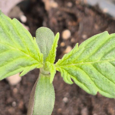 Runtzi Auto ♥️ Barney's Farm  growlog timeline photo