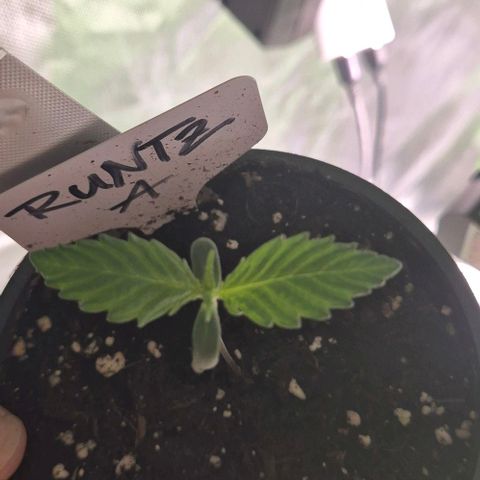 Runtzi Auto ♥️ Barney's Farm  growlog timeline photo