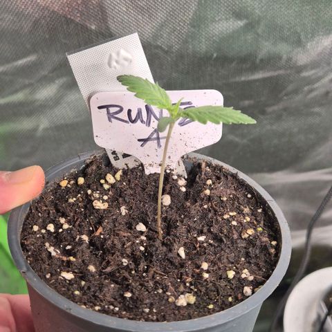 Runtzi Auto ♥️ Barney's Farm  growlog timeline photo