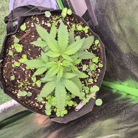 Kushi 😶‍🌫️(rest n. Teilernte/ critical kush, 9.1.24 🎁, Kümmerling) growlog timeline photo