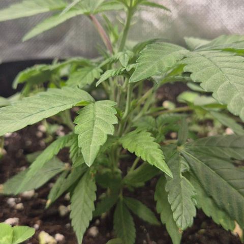 Kushi 😶‍🌫️(rest n. Teilernte/ critical kush, 9.1.24 🎁, Kümmerling) growlog timeline photo