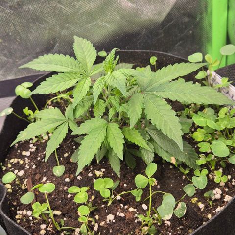 Kushi 😶‍🌫️(rest n. Teilernte/ critical kush, 9.1.24 🎁, Kümmerling) growlog timeline photo