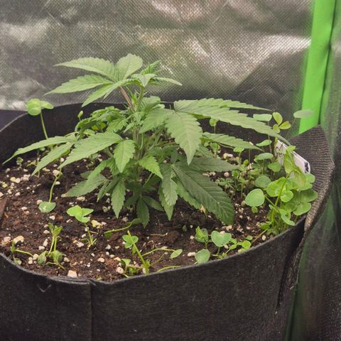 Kushi 😶‍🌫️(rest n. Teilernte/ critical kush, 9.1.24 🎁, Kümmerling) growlog timeline photo