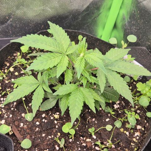 Kushi 😶‍🌫️(rest n. Teilernte/ critical kush, 9.1.24 🎁, Kümmerling) growlog timeline photo