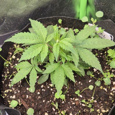 Kushi 😶‍🌫️(rest n. Teilernte/ critical kush, 9.1.24 🎁, Kümmerling) growlog timeline photo