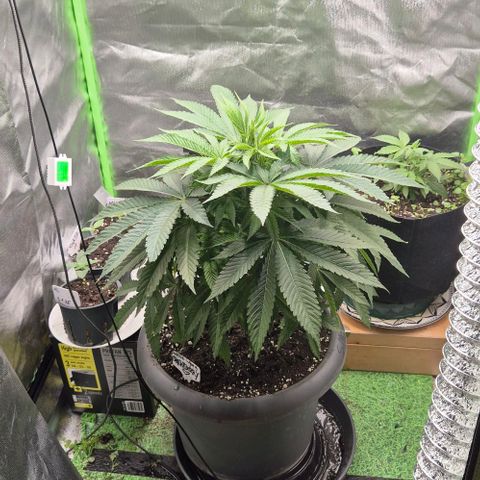 Karli - SHISKABERRY (auto) growlog timeline photo