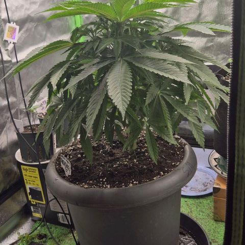 Karli - SHISKABERRY (auto) growlog timeline photo