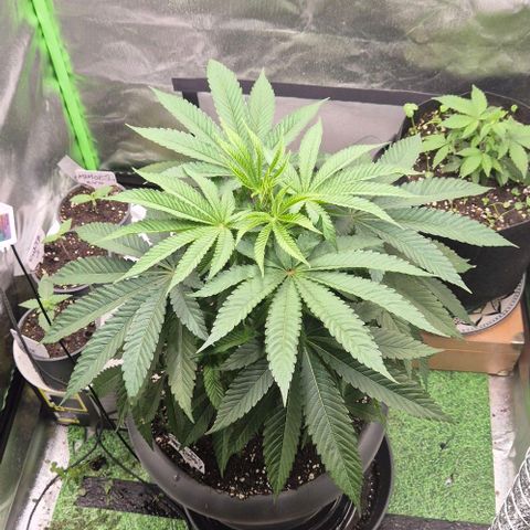 Karli - SHISKABERRY (auto) growlog timeline photo