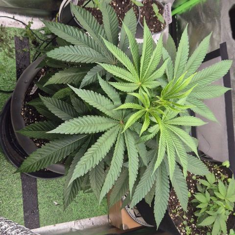 Karli - SHISKABERRY (auto) growlog timeline photo