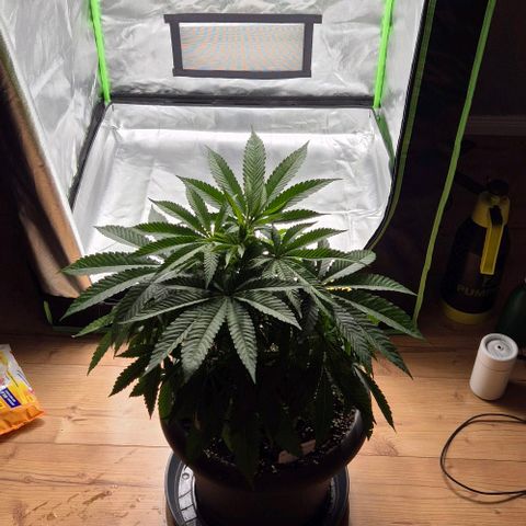 Karli - SHISKABERRY (auto) growlog photo: Zelt sauber gemacht 