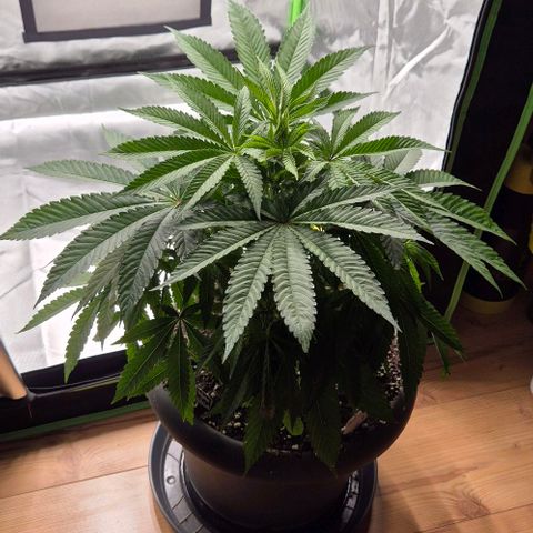 Karli - SHISKABERRY (auto) growlog photo: Zelt sauber gemacht 
