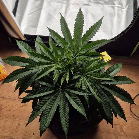 Karli - SHISKABERRY (auto) growlog photo: Zelt sauber gemacht 