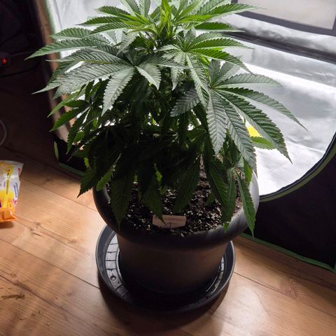 Karli - SHISKABERRY (auto) growlog photo: Zelt sauber gemacht 