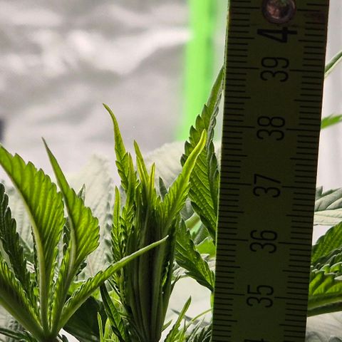 Karli - SHISKABERRY (auto) growlog timeline photo