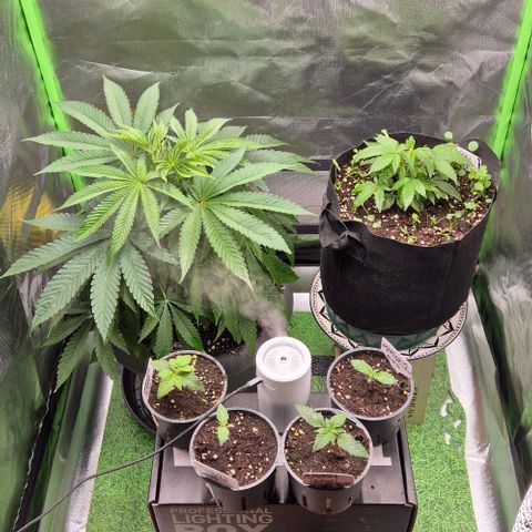 Karli - SHISKABERRY (auto) growlog timeline photo