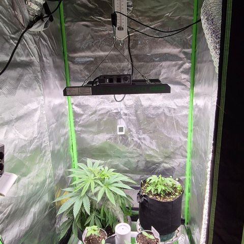 Karli - SHISKABERRY (auto) growlog timeline photo