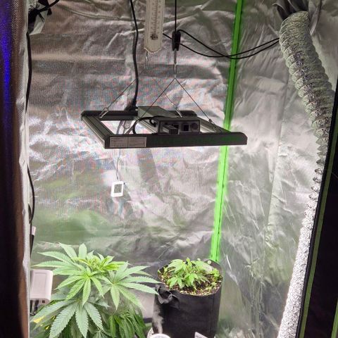 Karli - SHISKABERRY (auto) growlog timeline photo