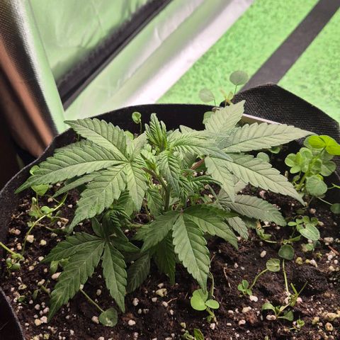 Kushi 😶‍🌫️(rest n. Teilernte/ critical kush, 9.1.24 🎁, Kümmerling) growlog timeline photo
