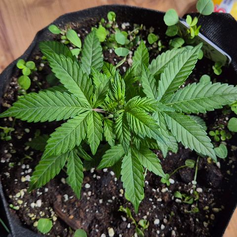 Kushi 😶‍🌫️(rest n. Teilernte/ critical kush, 9.1.24 🎁, Kümmerling) growlog timeline photo