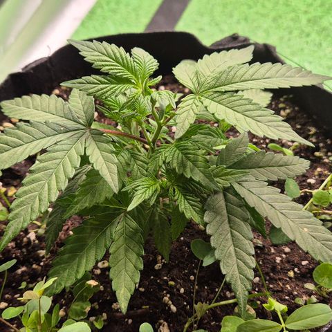 Kushi 😶‍🌫️(rest n. Teilernte/ critical kush, 9.1.24 🎁, Kümmerling) growlog timeline photo