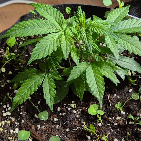 Kushi 😶‍🌫️(rest n. Teilernte/ critical kush, 9.1.24 🎁, Kümmerling) growlog timeline photo