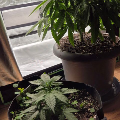 Kushi 😶‍🌫️(rest n. Teilernte/ critical kush, 9.1.24 🎁, Kümmerling) growlog timeline photo