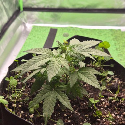 Kushi 😶‍🌫️(rest n. Teilernte/ critical kush, 9.1.24 🎁, Kümmerling) growlog timeline photo
