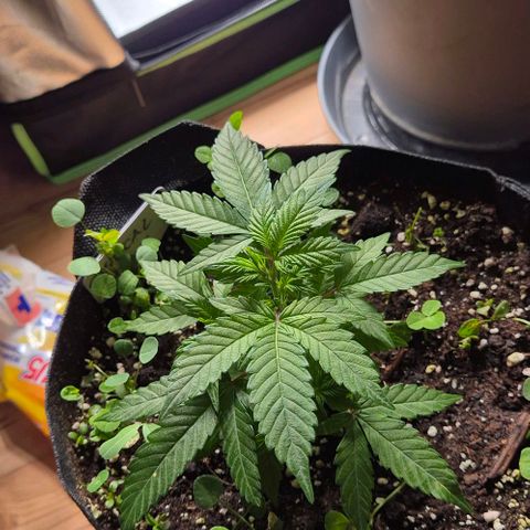 Kushi 😶‍🌫️(rest n. Teilernte/ critical kush, 9.1.24 🎁, Kümmerling) growlog timeline photo