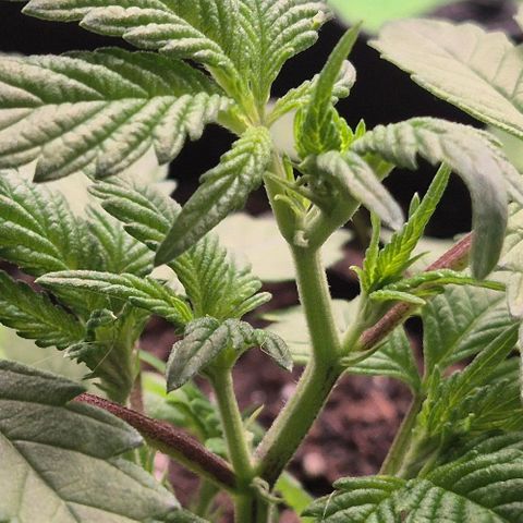 Kushi 😶‍🌫️(rest n. Teilernte/ critical kush, 9.1.24 🎁, Kümmerling) growlog timeline photo