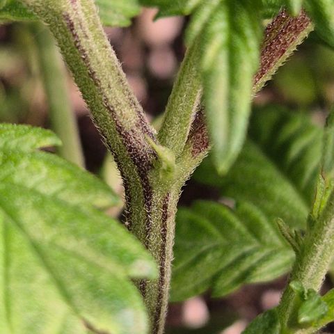 Kushi 😶‍🌫️(rest n. Teilernte/ critical kush, 9.1.24 🎁, Kümmerling) growlog timeline photo