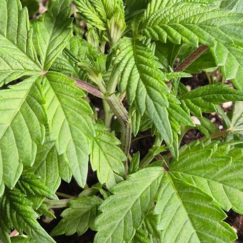 Kushi 😶‍🌫️(rest n. Teilernte/ critical kush, 9.1.24 🎁, Kümmerling) growlog timeline photo