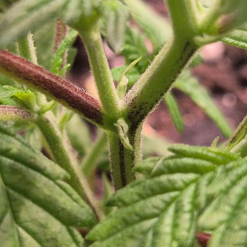 Kushi 😶‍🌫️(rest n. Teilernte/ critical kush, 9.1.24 🎁, Kümmerling) growlog timeline photo