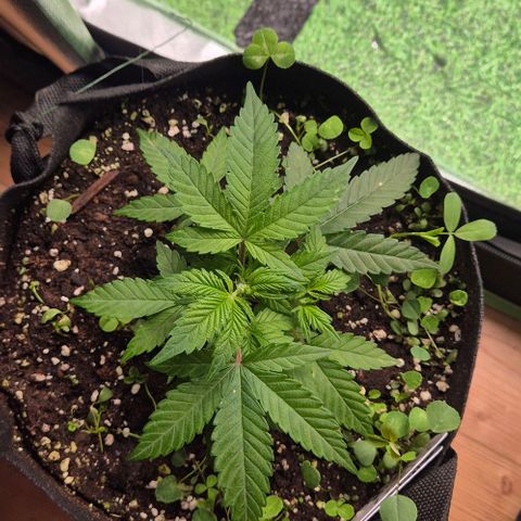 Kushi 😶‍🌫️(rest n. Teilernte/ critical kush, 9.1.24 🎁, Kümmerling) growlog timeline photo