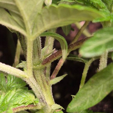 Kushi 😶‍🌫️(rest n. Teilernte/ critical kush, 9.1.24 🎁, Kümmerling) growlog timeline photo