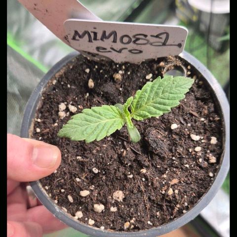 Mimosa evo Photo ♥️ Barney's Farm  growlog timeline photo