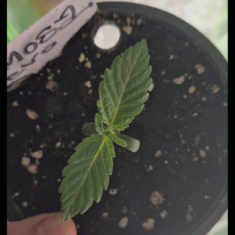 Mimosa evo Photo ♥️ Barney's Farm  growlog timeline photo