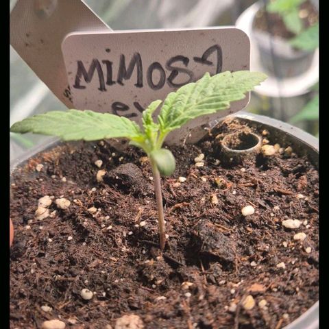 Mimosa evo Photo ♥️ Barney's Farm  growlog timeline photo