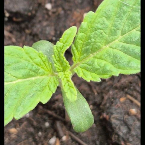 Mimosa evo Photo ♥️ Barney's Farm  growlog timeline photo