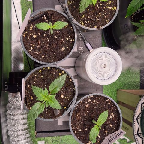 Runtzi Auto ♥️ Barney's Farm  growlog timeline photo