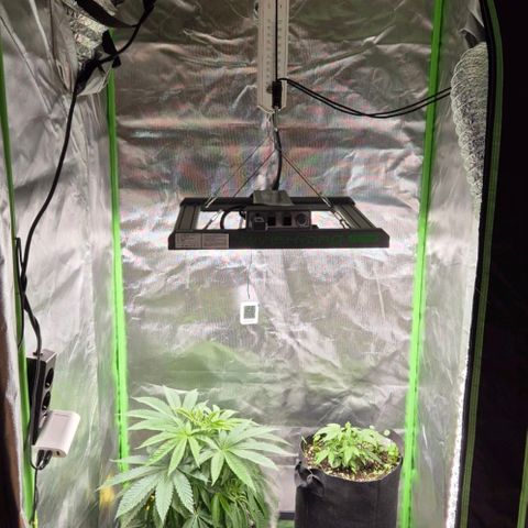 Runtzi Auto ♥️ Barney's Farm  growlog photo: Zelt umgebaut 😊