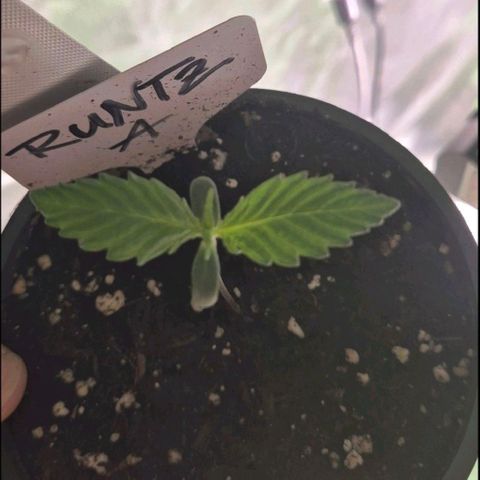Runtzi Auto ♥️ Barney's Farm  growlog timeline photo