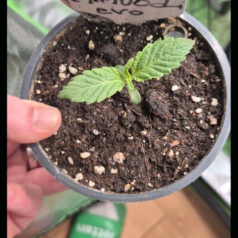 Mimosa evo Photo ♥️ Barney's Farm  growlog timeline photo