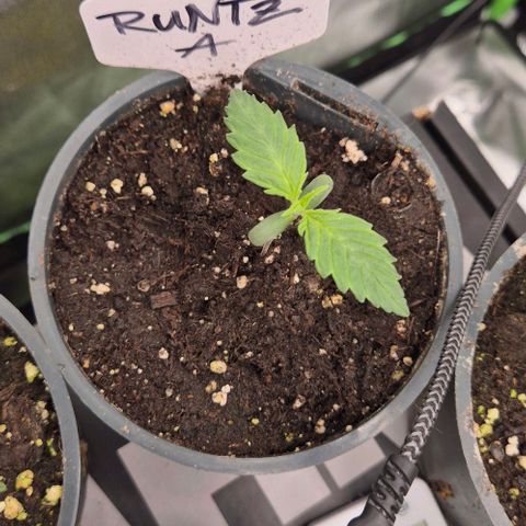Runtzi Auto ♥️ Barney's Farm  growlog timeline photo