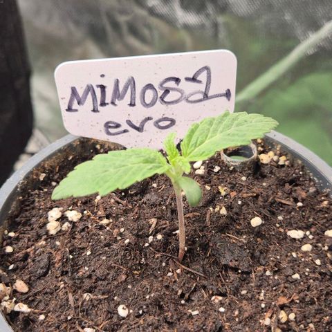 Mimosa evo Photo ♥️ Barney's Farm  growlog timeline photo