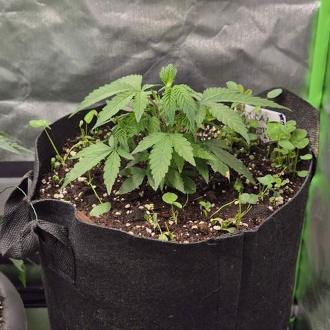 Kushi 😶‍🌫️(rest n. Teilernte/ critical kush, 9.1.24 🎁, Kümmerling) growlog timeline photo