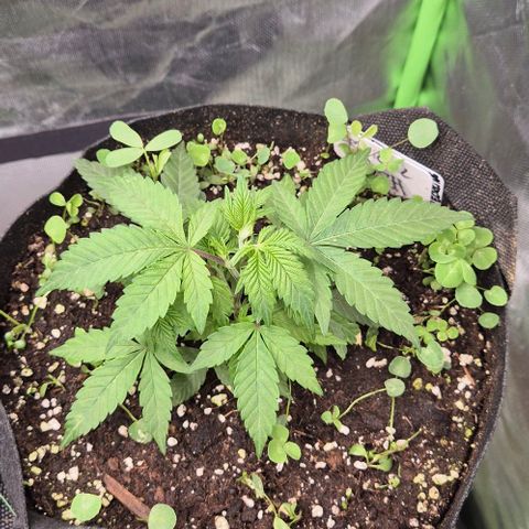 Kushi 😶‍🌫️(rest n. Teilernte/ critical kush, 9.1.24 🎁, Kümmerling) growlog timeline photo