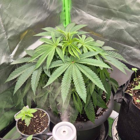 Karli - SHISKABERRY (auto) growlog timeline photo