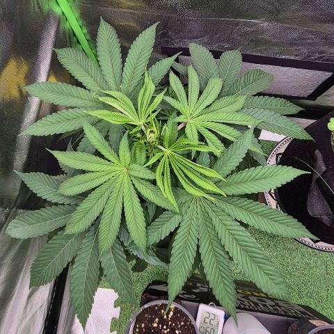 Karli - SHISKABERRY (auto) growlog timeline photo